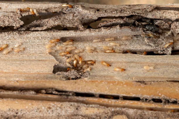 Best Residential Pest Control  in Three Lakes, FL